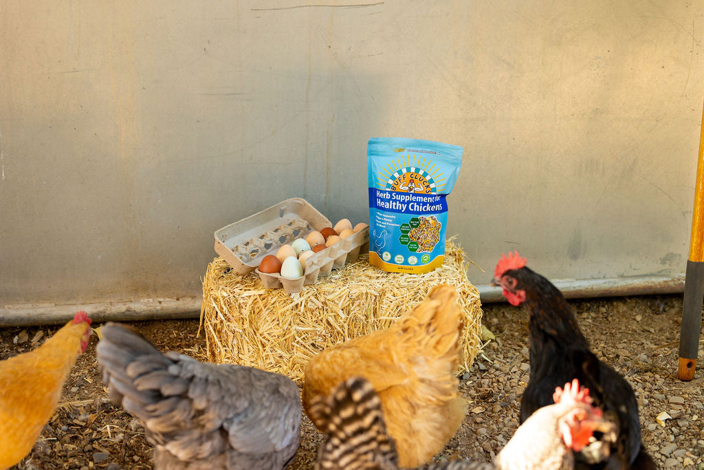 Herb Supplement For Backyard Chickens