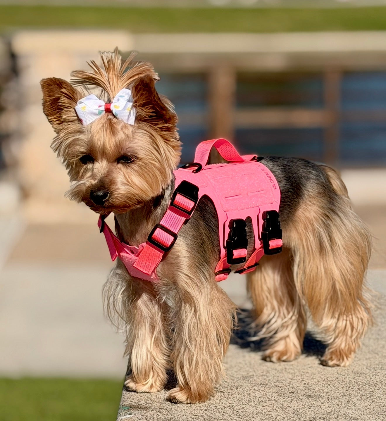 K9R - M5 MOLLE Light Vest