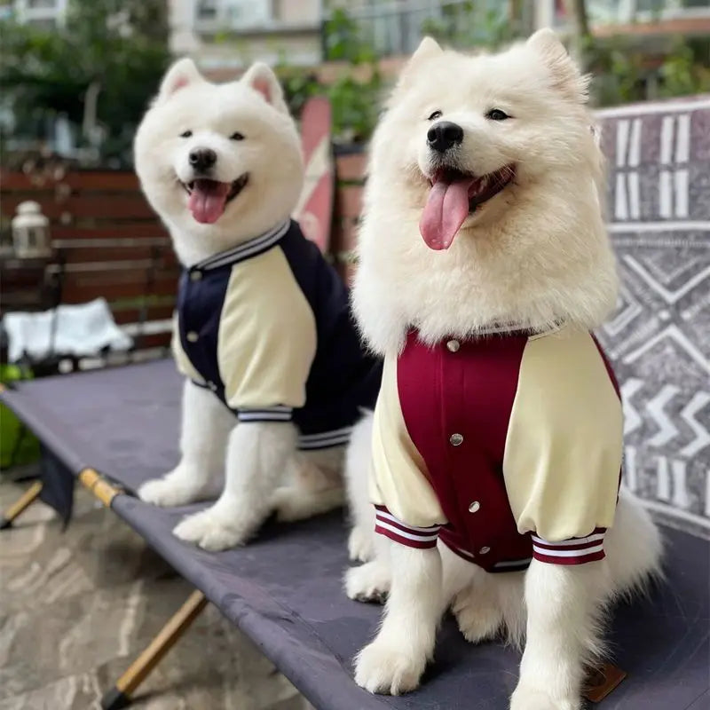 Big Dog Baseball Suit